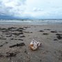 Photo of Sibirienstranden