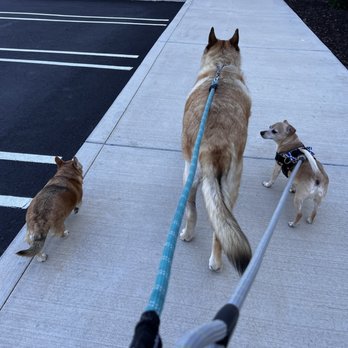 Standiford Veterinary Center - At home walking with his brothers! - Veterinarians Near Me - Modesto, California Standiford Veterinary Center - At home walking with his brothers! - Veterinarians Near Me - Modesto, California