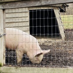 Bailly Homestead & Chellberg Farm - Piggy!