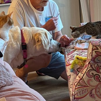 Ryan Furlet - I'm feeding treats to Belle and two cats, one at a time. Belle never tries to intercept a treat intended for a cat. - Pet Training Near Me - San Clemente, California Ryan Furlet - I'm feeding treats to Belle and two cats, one at a time. Belle never tries to intercept a treat intended for a cat. - Pet Training Near Me - San Clemente, California