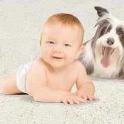 Dirt Busters Carpet & Upholstery