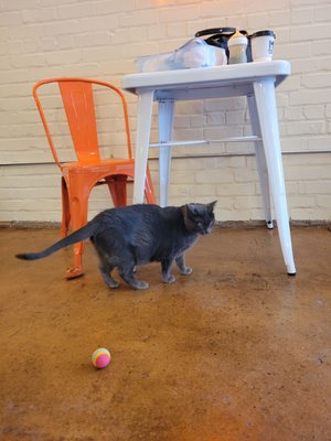 Mac Tabby Cat Cafe - Concord by null