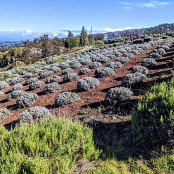 Ali'i Kula Lavender - Tours Near Me - Kula, Hawaii Ali'i Kula Lavender - Tours Near Me - Kula, Hawaii