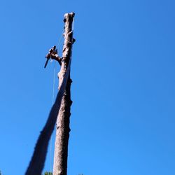Rudy's Lawn & Trees Services - Tree removal