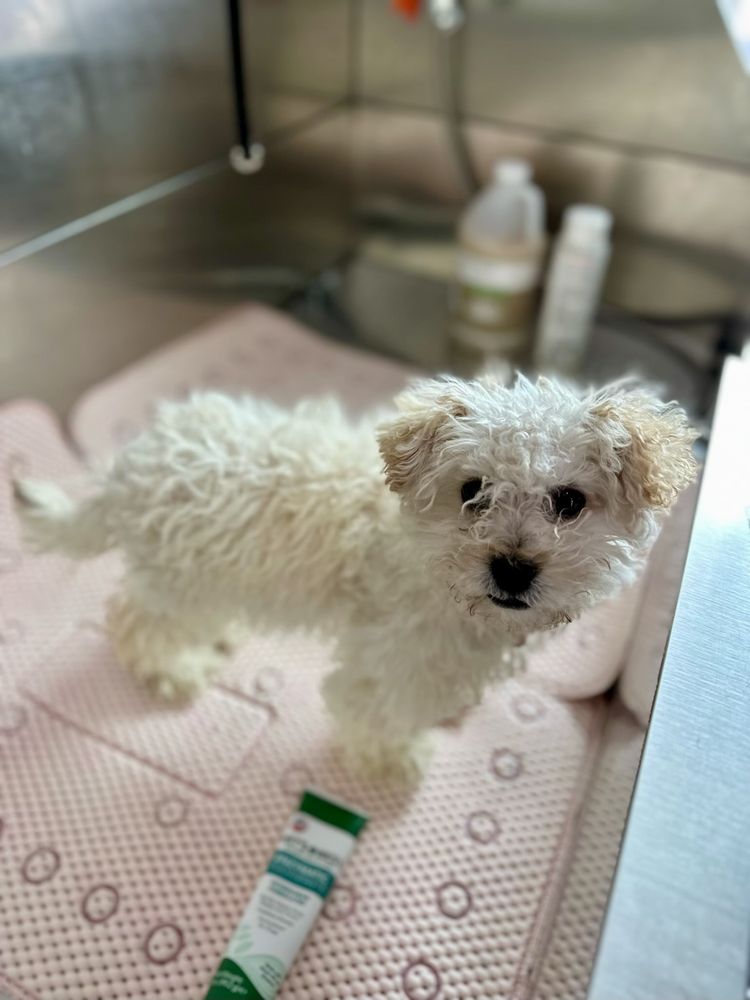 Bucky’s Turf - pet boarding facility in San Diego, CA
