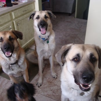 Family Pet Sitting - Pet Sitting Near Me Family Pet Sitting - Pet Sitting Near Me