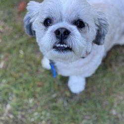 Bohicket Veterinary Clinic - The patient