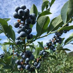 Delicious organic blueberries