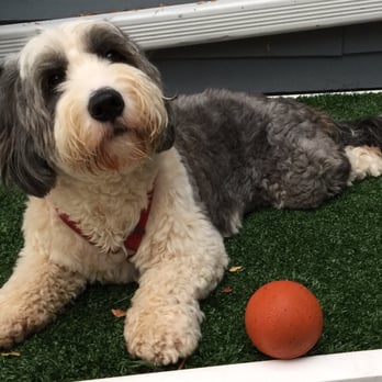 Spaw Grooming - Gets a bit rough so to keep him well groomed on regular 4 week intervals. - Pet Groomers Near Me - Bridgewater, New Jersey Spaw Grooming - Gets a bit rough so to keep him well groomed on regular 4 week intervals. - Pet Groomers Near Me - Bridgewater, New Jersey
