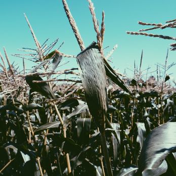 Munson's Farm Stand - Corn stalks - Fruits & Veggies Near Me - Boulder, Colorado