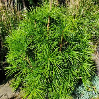Estabrook's - Lots of interesting and unusual evergreens and conifers - Nurseries & Gardening Near Me - Yarmouth, Maine
