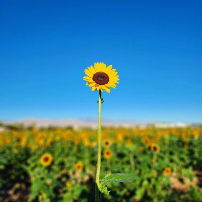 Gilcrease Orchard by null