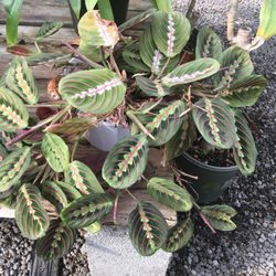 Performance Nursery Wholesale - I have no clue what the name of this gorgeous plant is, but the pattern on the leaves is amazing!