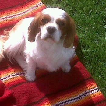 Valley Vetcare - Molly I miss you so much. Xx R.I.P - Veterinarians Near Me - Rochdale, XGM