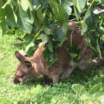 Virginia Zoo - Wallaby munching on some clovers - Zoos Near Me - Norfolk, Virginia Virginia Zoo - Wallaby munching on some clovers - Zoos Near Me - Norfolk, Virginia