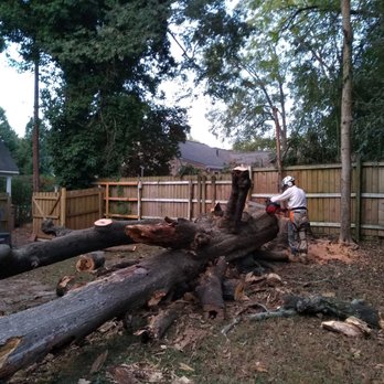 A&M Tree Specialists - Tree 4 - Tree Services Near Me A&M Tree Specialists - Tree 4 - Tree Services Near Me