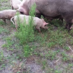 Free ranging with her piglets.