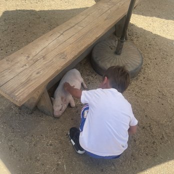 SoCalMiniPigs - Pet Breeders Near Me - Valley Center, California