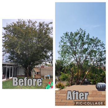 Select Tree Service - Tree blocking solar panels. Trimmed perfect. - Tree Services Near Me Select Tree Service - Tree blocking solar panels. Trimmed perfect. - Tree Services Near Me