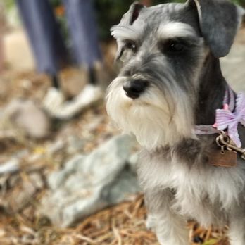 Top Paw Grooming - Love love love this place they do awesome with my Baxter and Hazel! - Pet Groomers Near Me - Tucson, Arizona Top Paw Grooming - Love love love this place they do awesome with my Baxter and Hazel! - Pet Groomers Near Me - Tucson, Arizona