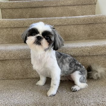 PetSmart - After - Pet Stores Near Me - Portland, Oregon
