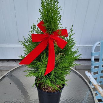 Avas Flowers - this is what was delivered - Florists Near Me