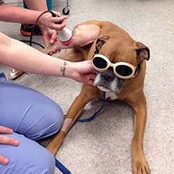 Salem Animal Hospital - Roxie enjoys her laser therapy treatments!