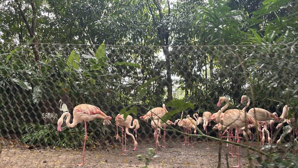 Singapore Zoo by null
