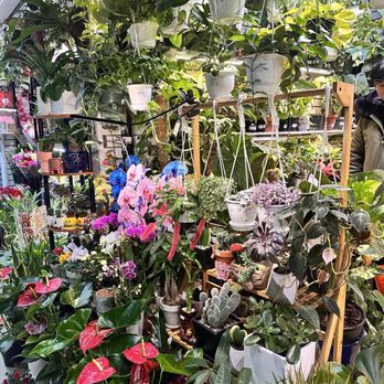 My Bonita Gardens - Nurseries & Gardening Near Me - Elmhurst, New York My Bonita Gardens - Nurseries & Gardening Near Me - Elmhurst, New York