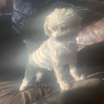 Shannons Dog Grooming - Pet Groomers Near Me Shannons Dog Grooming - Pet Groomers Near Me