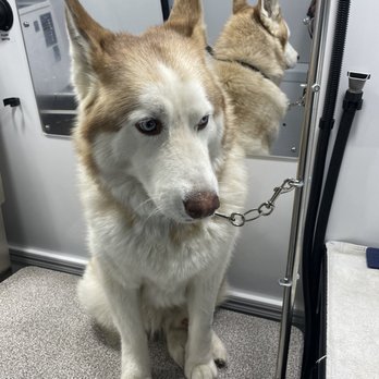 The Gentle Spaw - I'm up and on the table, let's get this done. - Pet Groomers Near Me