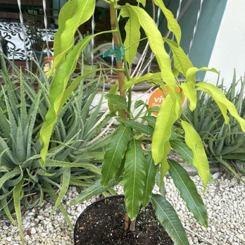 Jack and the Beanstalk Nursery - Lemon meringue Mango! - Nurseries & Gardening Near Me - West Palm Beach, Florida