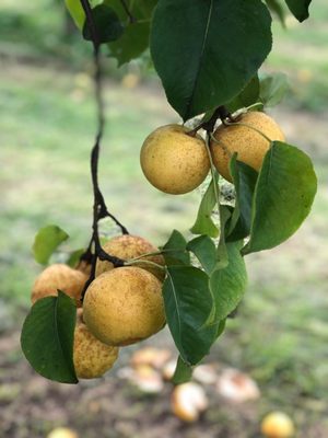 Photo of Belkin Family Lookout Farm - South Natick, MA, US. a bunch of pears hanging from a tree