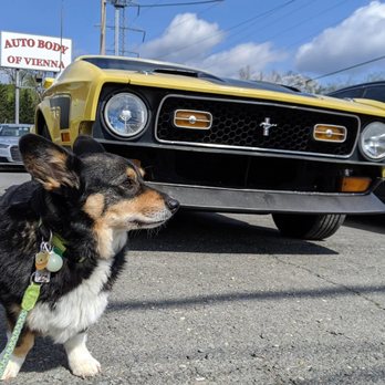 Metro Motor - Dog outside Metro Motor Auto Body/Collision of Vienna - Body Shops Near Me - Vienna, Virginia Metro Motor - Dog outside Metro Motor Auto Body/Collision of Vienna - Body Shops Near Me - Vienna, Virginia