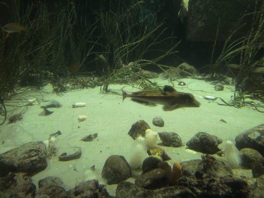 Aquarium GEOMAR by null