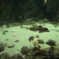Aquarium Geomar
