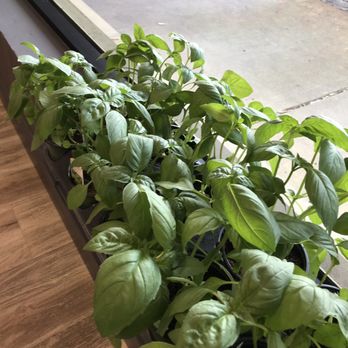 Pizza Ria - Basil growing in the window - Italian Near Me - Manchester Township, New Jersey Pizza Ria - Basil growing in the window - Italian Near Me - Manchester Township, New Jersey