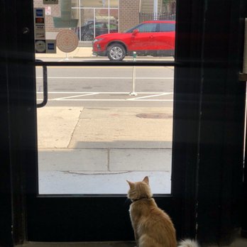 Midtown Market - a cat looking out a window - Grocery Near Me - Detroit, Michigan Midtown Market - a cat looking out a window - Grocery Near Me - Detroit, Michigan
