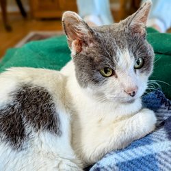Myrtle Grove Animal Hospital