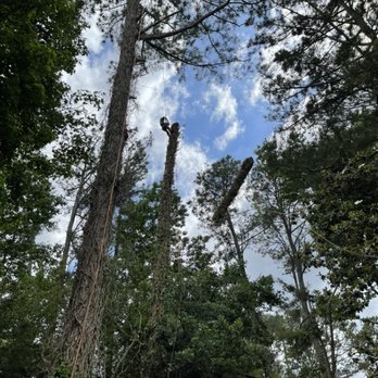 Johnnys Tree Service - We cut done dangerous and unwanted trees - Tree Services Near Me Johnnys Tree Service - We cut done dangerous and unwanted trees - Tree Services Near Me