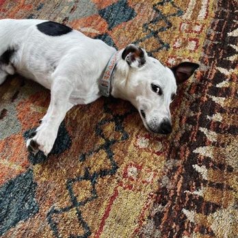 Adib's Persian Rug - Rugs Near Me - Walnut Creek, California
