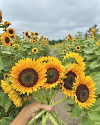 Bremer Produce U-Pick Flower Farm by null