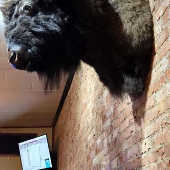 The Bison on Main - A bison that clearly got ahead in life. Now he's at the top. - Pubs Near Me - Bothell, Washington