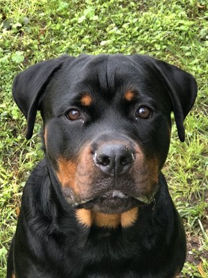 sleepy hollow boarding