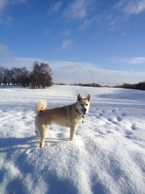 Heaton Park by null