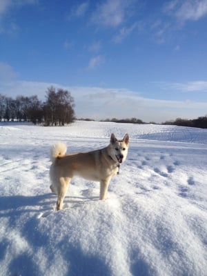 Photo of Heaton Park - Manchester, XGM, GB. Snow in heaton park