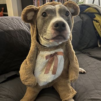 Boulevard Veterinary Logan Square - Maya in her Halloween costume - Veterinarians Near Me - Chicago, Illinois