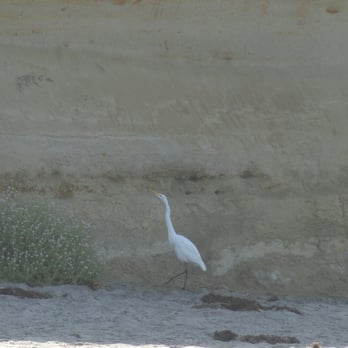 Moonlight State Beach - A crane walking near the edge of the cliff - Playgrounds Near Me - Encinitas, California Moonlight State Beach - A crane walking near the edge of the cliff - Playgrounds Near Me - Encinitas, California