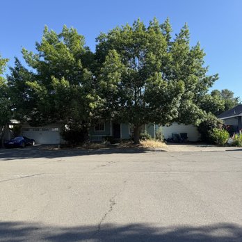 Arborcare Group - Before - Tree Services Near Me - Santa Rosa, California