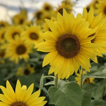 Colby Farm - Bakeries Near Me - Newbury, Massachusetts